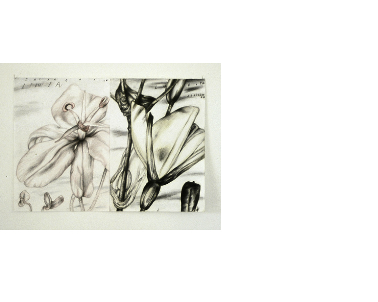 420 X 293 mm, 1999